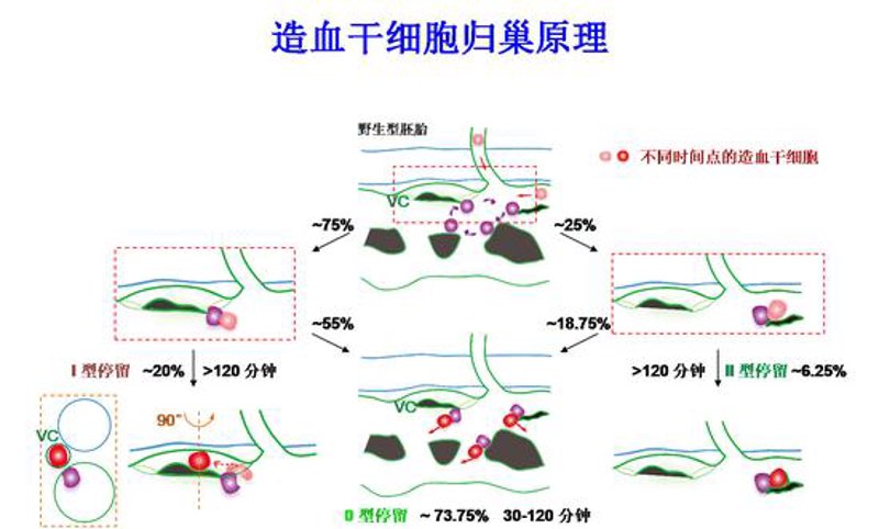 红十字，人间救助之光——防城港篇